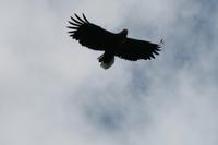 Seeadler &ndash; &copy; Norbert Birner (Eberhardt TRAVEL)