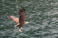 Seeadler &ndash; &copy; Norbert Birner (Eberhardt TRAVEL)