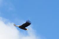 Seeadler &ndash; &copy; Norbert Birner (Eberhardt TRAVEL)