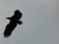 Seeadlersafari - Seeadler &ndash; &copy; Claudia Bernhardt (Eberhardt TRAVEL)