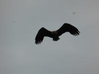 Seeadlersafari - Seeadler &ndash; &copy; Claudia Bernhardt (Eberhardt TRAVEL)