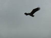 Seeadlersafari - Seeadler &ndash; &copy; Claudia Bernhardt (Eberhardt TRAVEL)