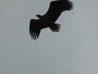 Seeadlersafari - Seeadler &ndash; &copy; Claudia Bernhardt (Eberhardt TRAVEL)