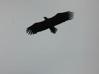 Seeadlersafari - Seeadler &ndash; &copy; Claudia Bernhardt (Eberhardt TRAVEL)
