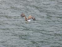Seeadlersafari - Seeadler &ndash; &copy; Claudia Bernhardt (Eberhardt TRAVEL)