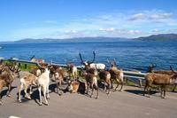 138 am Altafjord &ndash; &copy; Konrad Füssel (Eberhardt TRAVEL)