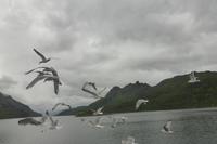 064-Lofoten_Seeadlersafari &ndash; &copy; Dirk Schlosser (Eberhardt TRAVEL)