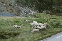 Rentiere &ndash; &copy; Norbert Birner (Eberhardt TRAVEL)