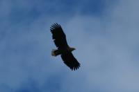 Adler &ndash; &copy; Norbert Birner (Eberhardt TRAVEL)