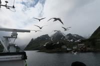 Möwen &ndash; &copy; Norbert Birner (Eberhardt TRAVEL)