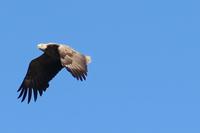 Adler &ndash; &copy; Norbert Birner (Eberhardt TRAVEL)