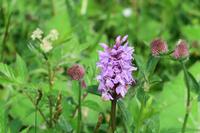 Orchideen &ndash; &copy; Norbert Birner (Eberhardt TRAVEL)