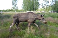 Elchkuh &ndash; &copy; Norbert Birner (Eberhardt TRAVEL)