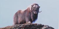 Moschusochse &ndash; &copy; Norbert Birner (Eberhardt TRAVEL)