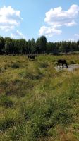 Elchpark Laganland &ndash; &copy; Allina Anderer (Eberhardt TRAVEL)
