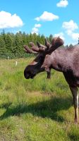 Elch im Park Laganland &ndash; &copy; Allina Anderer (Eberhardt TRAVEL)