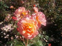 Rosenblüte