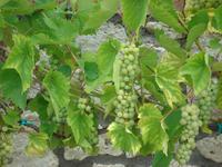 Tokajer Weinregion &ndash; &copy; Inge Bily (Eberhardt TRAVEL)
