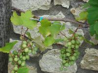 Tokajer Weinregion &ndash; &copy; Inge Bily (Eberhardt TRAVEL)
