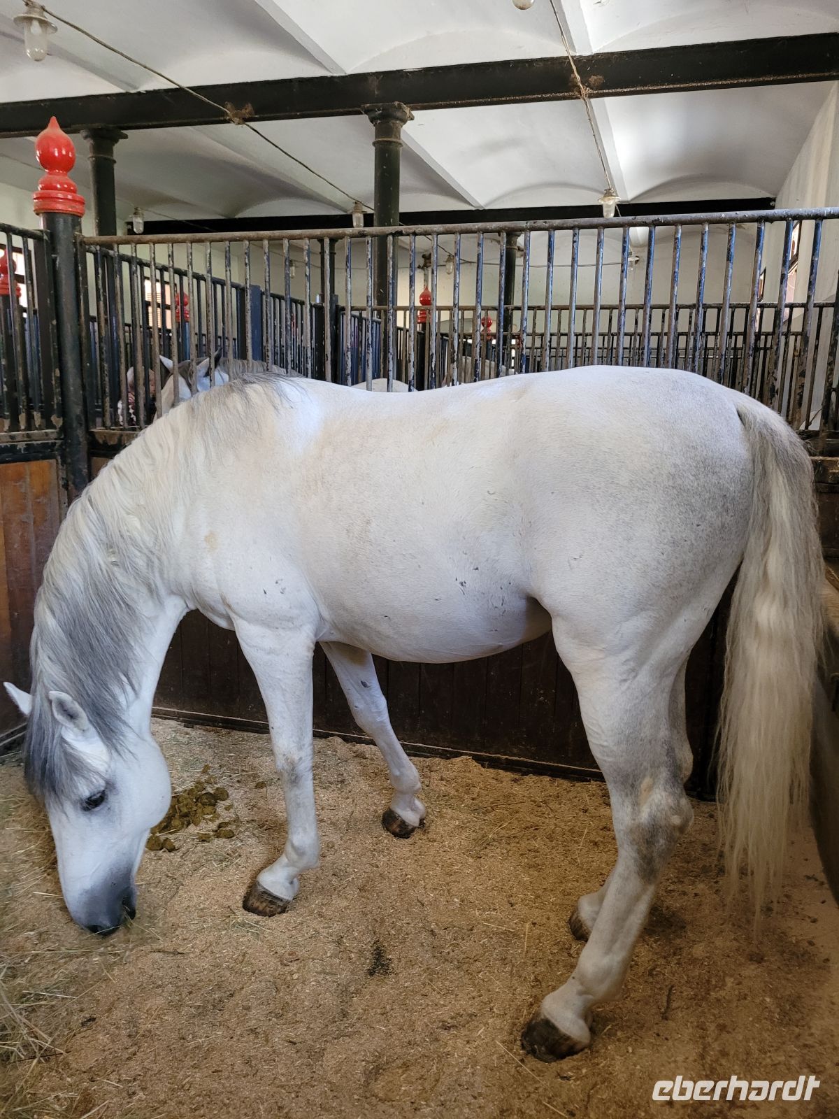 0603 Gestüt Lipica &ndash; &copy; Jörg Nesse (Eberhardt TRAVEL)