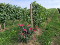 0310 Weingut Zlati Gric &ndash; &copy; Jörg Nesse (Eberhardt TRAVEL)