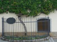 Maribor Älteste Weinstock Europas &ndash; &copy; Kerstin Hugel (Eberhardt TRAVEL)
