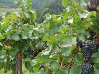 Steirische Weinstraße &ndash; &copy; Kerstin Hugel (Eberhardt TRAVEL)