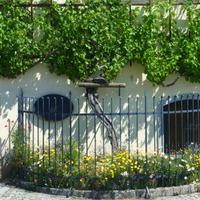 Älteste Weinrebe &ndash; &copy; Kerstin Hugel (Eberhardt TRAVEL)