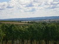 Weinberge &ndash; &copy; Kerstin Hugel (Eberhardt TRAVEL)