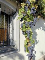 Gute Ernte, älteste Weinrebe der Welt, Maribor &ndash; &copy; Simone Willner (Eberhardt TRAVEL)