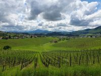 Weinberge von Slovenske Konjice.jpg &ndash; &copy; Sophia Bär (Eberhardt TRAVEL)
