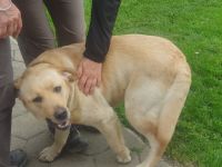 Hund bei Ancka.jpg &ndash; &copy; Sophia Bär (Eberhardt TRAVEL)