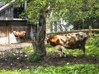 Bauernhof in Bohinsjka Bistrica &ndash; &copy; Simone Willner (Eberhardt TRAVEL)