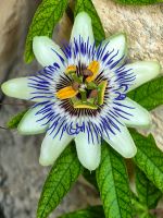 Passionsblume &ndash; &copy; Simone Willner (Eberhardt TRAVEL)