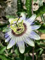 Passionsblume in Smartno &ndash; &copy; Simone Willner (Eberhardt TRAVEL)
