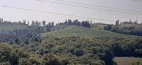 Weinstraße Jeruzalem