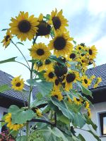 Die Sonnenblumen sind meterhoch in Kranjska Gora &ndash; &copy; Simone Willner (Eberhardt TRAVEL)