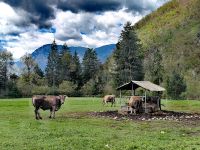 Hier ist die Welt noch in Ordnung - Käsehof von Simona in Bohinska Bistrica &ndash; &copy; Simone Willner (Eberhardt TRAVEL)