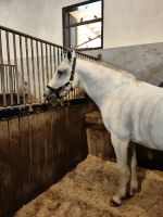 Im Stall bei den edlen Rossen, Lipica &ndash; &copy; Simone Willner (Eberhardt TRAVEL)