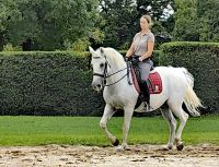 Ein Lipizzaner beim Training &ndash; &copy; Simone Willner (Eberhardt TRAVEL)