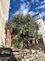 Olivenbaum in Smartno &ndash; &copy; Simone Willner (Eberhardt TRAVEL)