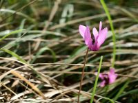 Alpenveilchen &ndash; &copy; Simone Willner (Eberhardt TRAVEL)