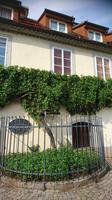 Die älteste Weinrebe der Welt in Maribor &ndash; &copy; Simone Willner (Eberhardt TRAVEL)