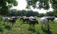Auf der Weide, Lipica &ndash; &copy; Simone Willner (Eberhardt TRAVEL)