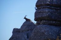 Steinbock &ndash; &copy; Andreas Böcker (Eberhardt TRAVEL)