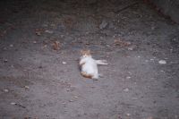 Faule Katze &ndash; &copy; Andreas Böcker (Eberhardt TRAVEL)