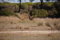 HIschkuh und -kalb &ndash; &copy; Andreas Böcker (Eberhardt TRAVEL)