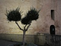 ein Olivenbaum &ndash; &copy; Gina Egenolf (Eberhardt TRAVEL)