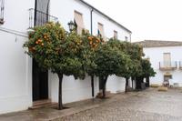 Pomeranzen in Ronda &ndash; &copy; Marcus Richter (Eberhardt TRAVEL)