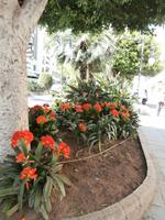 Marbellas Blumen &ndash; &copy; Ingrid Langer (Eberhardt TRAVEL)